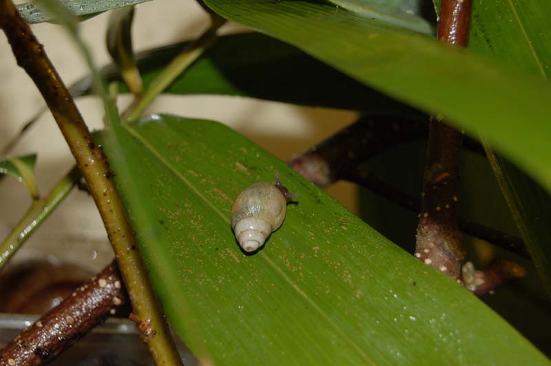 Lissachatina iredalei